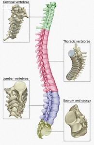 spine